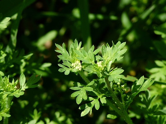 {Lepidium didymum}